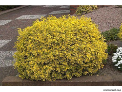 Бересклет Эмеральд Голд - Emerald 'n' Gold