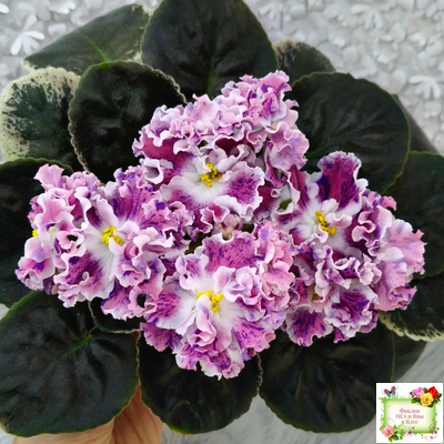 ТФ-Confetti (Т. Фурлетова) 2024 г. (лист с детками посажен 13.07.25)