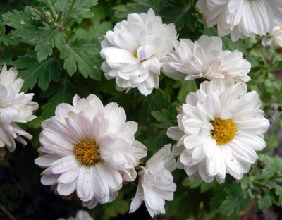 "Лист хризантемы " Силиконовый молд (вайнер)