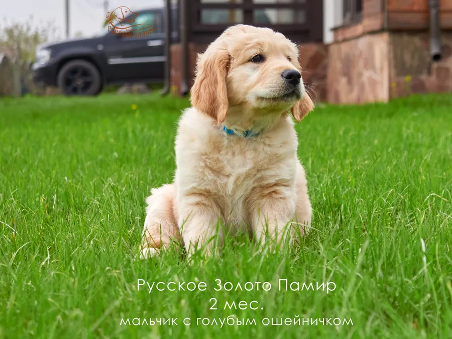 2 месяца. Мальчик ГОЛУБОЙ ошейничек