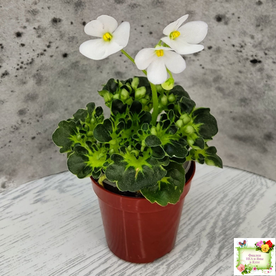 Lullaby (Arndt) (гёрл-лист)