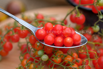 Томат ампельный Сотни и тысячи (100 и 1000), 10 шт.