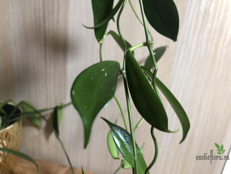 Hoya rostellata