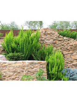 Барбарис Тунберга Erecta