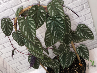 Циссус расписной / Cissus Discolor