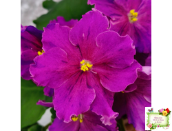 Dn-Cherchez la Femme (Д. Денисенко) 2020 г.