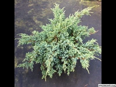 Можжевельник Холгер - Holger