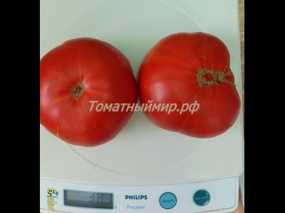 Томат Гном Кардинал Маура (Dwarf Maura’s Cardinal, США, Австралия)