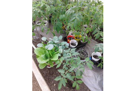 В мае в арочной теплице. Высажены первые томаты. Рядом с ними разная рассада- подрастает до момента высадки.