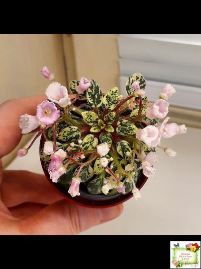 Precious Pixie (S.Sorano)