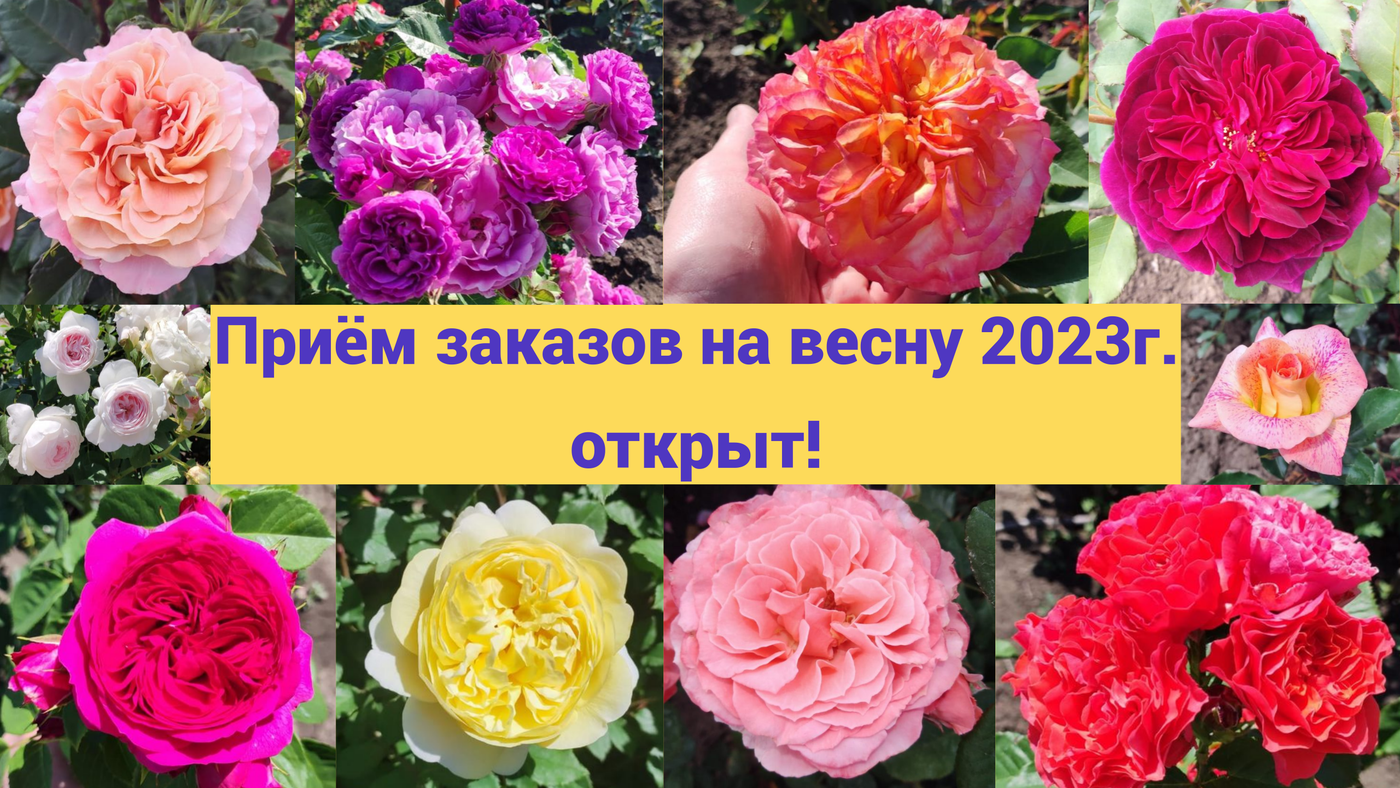 Питомник роз Садовая идиллия- купить саженцы роз в интернет магазине ...