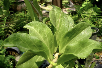 Hoya pachyclada Apodagis