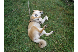 Алексеева Л Г "Надоело быть на страже"