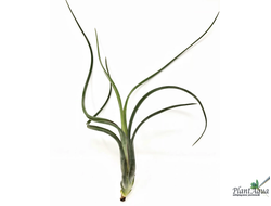 Тилландсия Intermedia