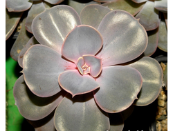 Echeveria Perle Von Nurnberg (2 листочка)