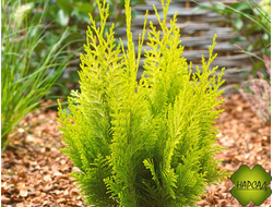 Кипарисовик Лавсона "Ивонне" (2,5 м)