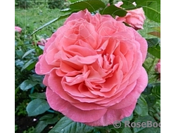 Коре (Kore) Весна