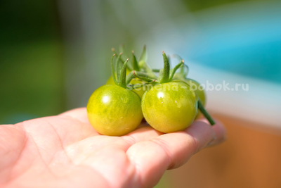 Томат Green Doctors Frosted (Грин Доктор Фростед), 10 шт