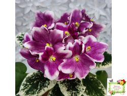 KZ-Источник Вдохновения (И. Заикина) 2023 г.