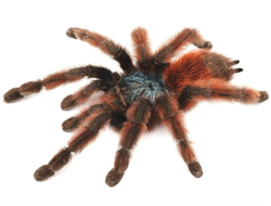 Avicularia versicolor