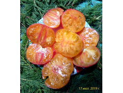 томат Гном Фероковай (Dwarf Wherokowhai)
