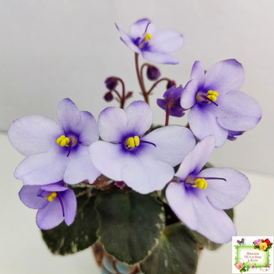 Smitten Kitten (LLG/S.Sorano) 03/22/2008 (9956)