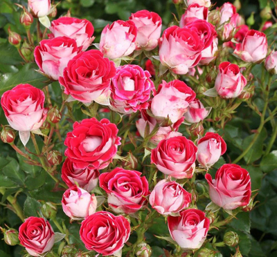 Шоне Коблецерин (Schone Koblenzerin)