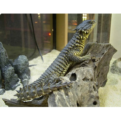 Поясохвост гигантский (Cordylus giganteus)