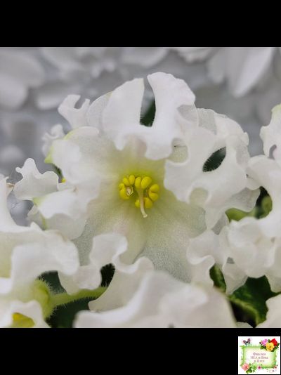 Dn-Macabeo (Д. Денисенко) 2019 г. (укоренённый лист)