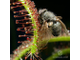 Drosera Capensis Rubra