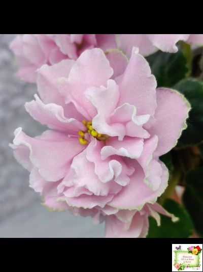 АВ-Амур и Розы (Фиалковод) 2023 г.