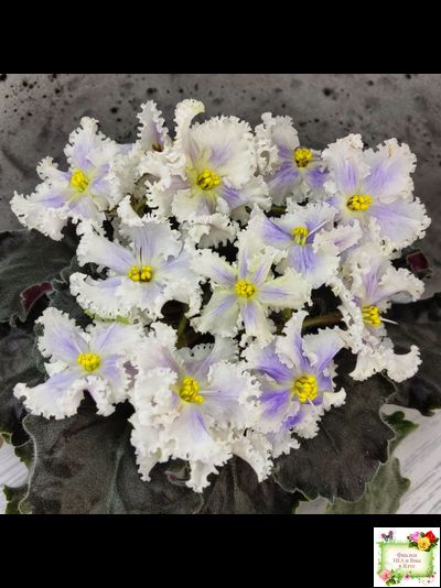 РМ-Золотой Берилл (Н.Скорнякова)