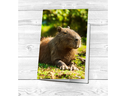 Обложка на паспорт Капибара, Kapibara-san №16