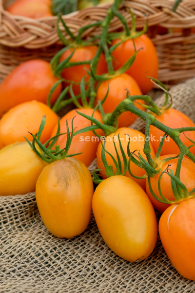 Томат Orange Roma (Оранжевый Римский), 10 шт