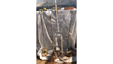 Двулетний саженец яблони.