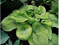 Pebble Creek хоста фото