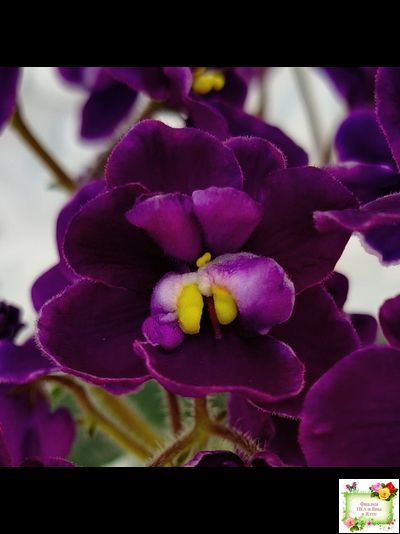 Mac's Piqued Pixie (G. McDonald) 2011 г.