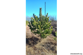 Сосна крымская Черная (Pinus nigra) – фото перед выкапыванием - красовский-сад.рф