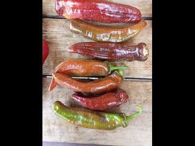 Перец сладкий Палермо шоколадный (Palermo Сhocolony, Италия)