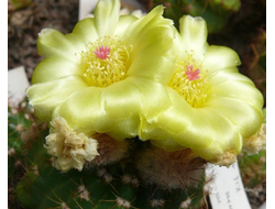 Notocactus linkii ssp.VG-1627 - 5 семян