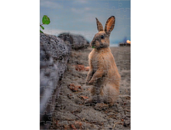 Пазл год Кролика №6