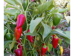 Перец острый Jalapeno Xalapa