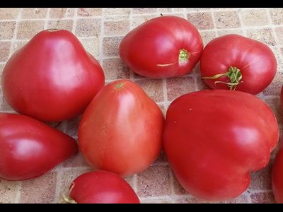 Томат Медвежье сердце