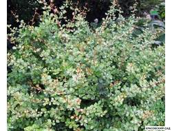 Барбарис Келлерис - Kelleris