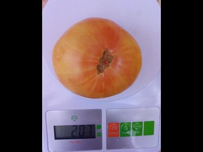 Томат Гном Розелла снежная, (Dwarf Rosella snow) США