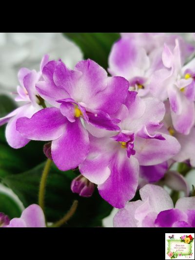 LV-Кирюша (Л. Шевелева) 2022 г. трейлер (клакамас)