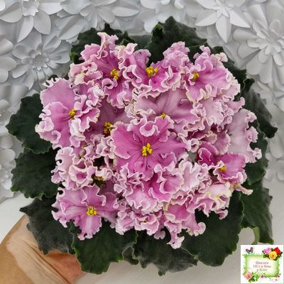 НД-Ливадия (Н. Данилова-Суворова) 2020 г.