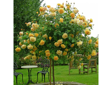 Розы на штамбе, АПРЕЛЬ, САМОВЫВОЗ, ОТПРАВОК НЕТ!