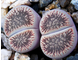 Lithops aucampiae ssp.euniceae v.fluminalis C054 - 10 семян