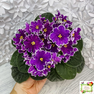 АВ-Просто Космос (Фиалковод) 2019 г.